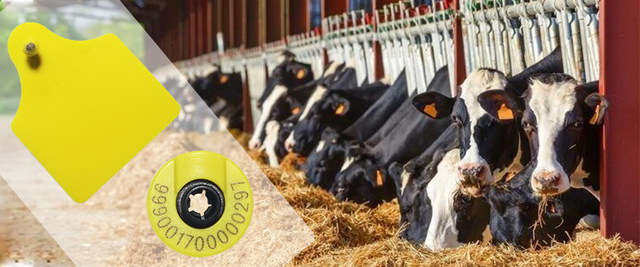How to Use RFID Tag in Cattlytics for Cattle Tracking?
