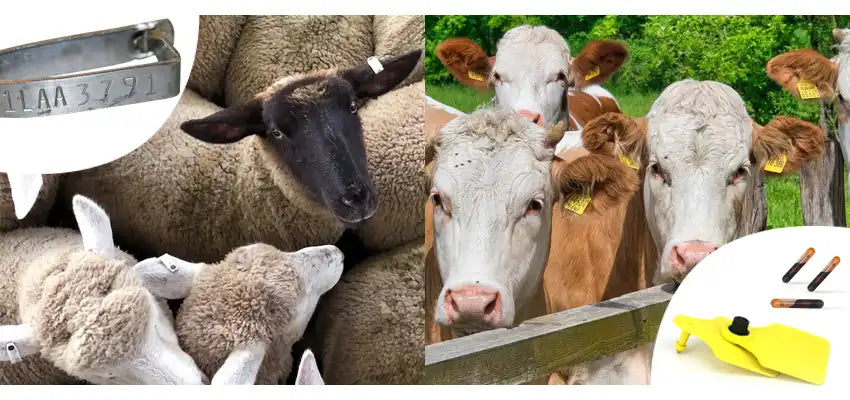 A Comparison about RFID Animal Tag and Traditional Animal Tag