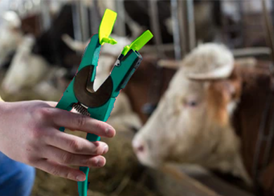 Application of RFID ear tags in farms