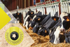 How to Use RFID Tag in Cattlytics for Cattle Tracking?