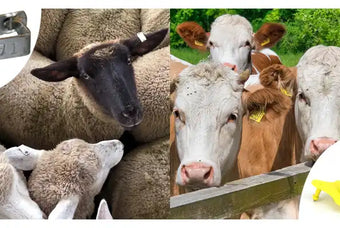 A Comparison about RFID Animal Tag and Traditional Animal Tag